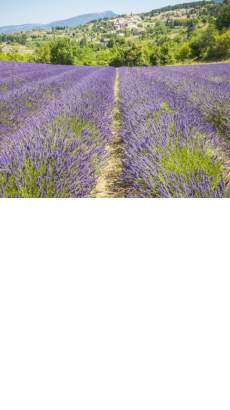 Provence